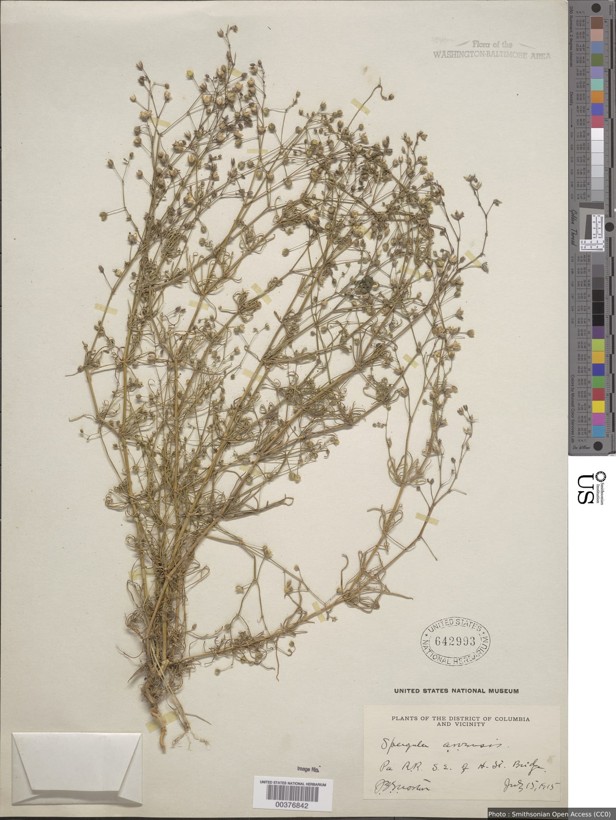 Spergula arvensis L.
