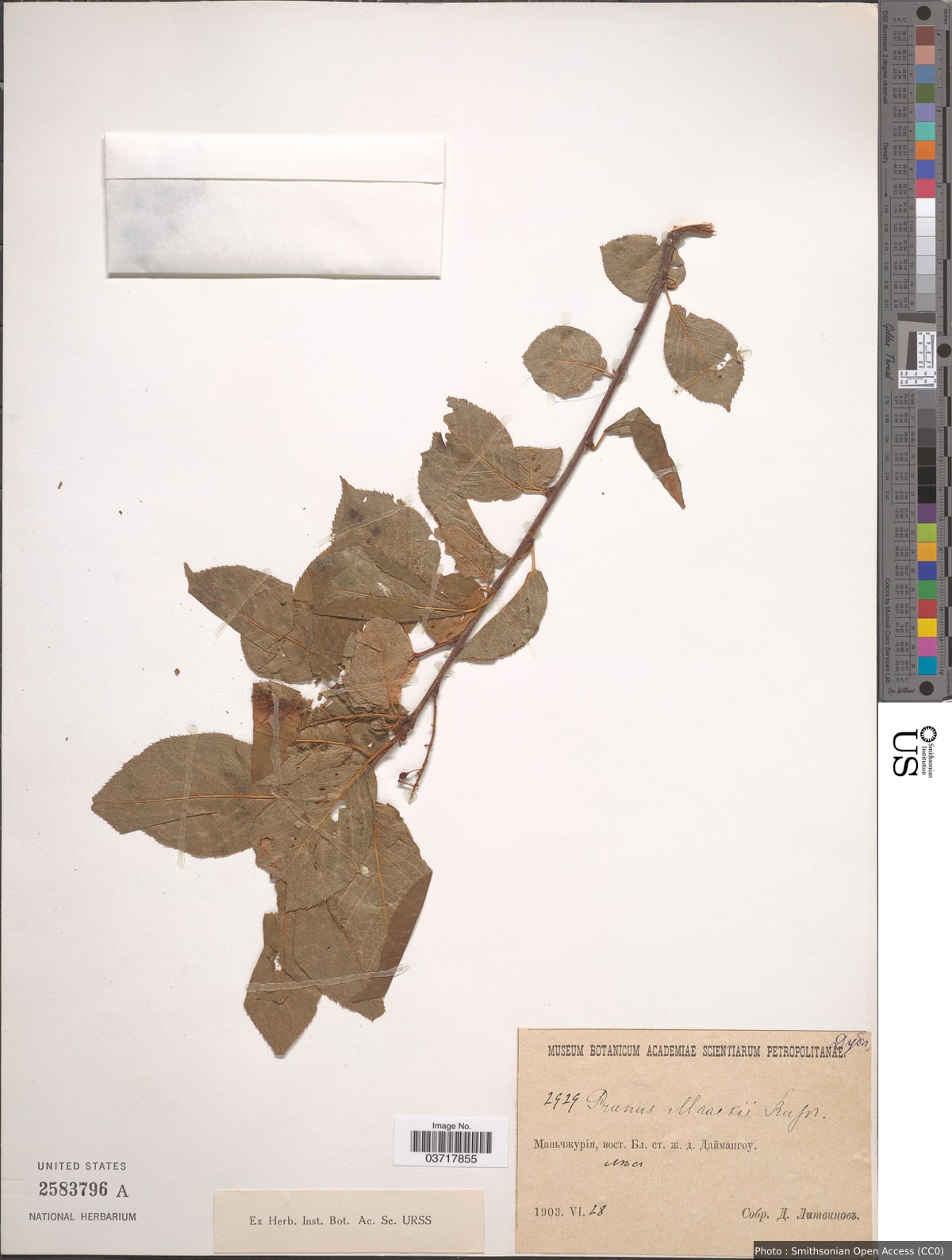 Prunus maackii Rupr.
