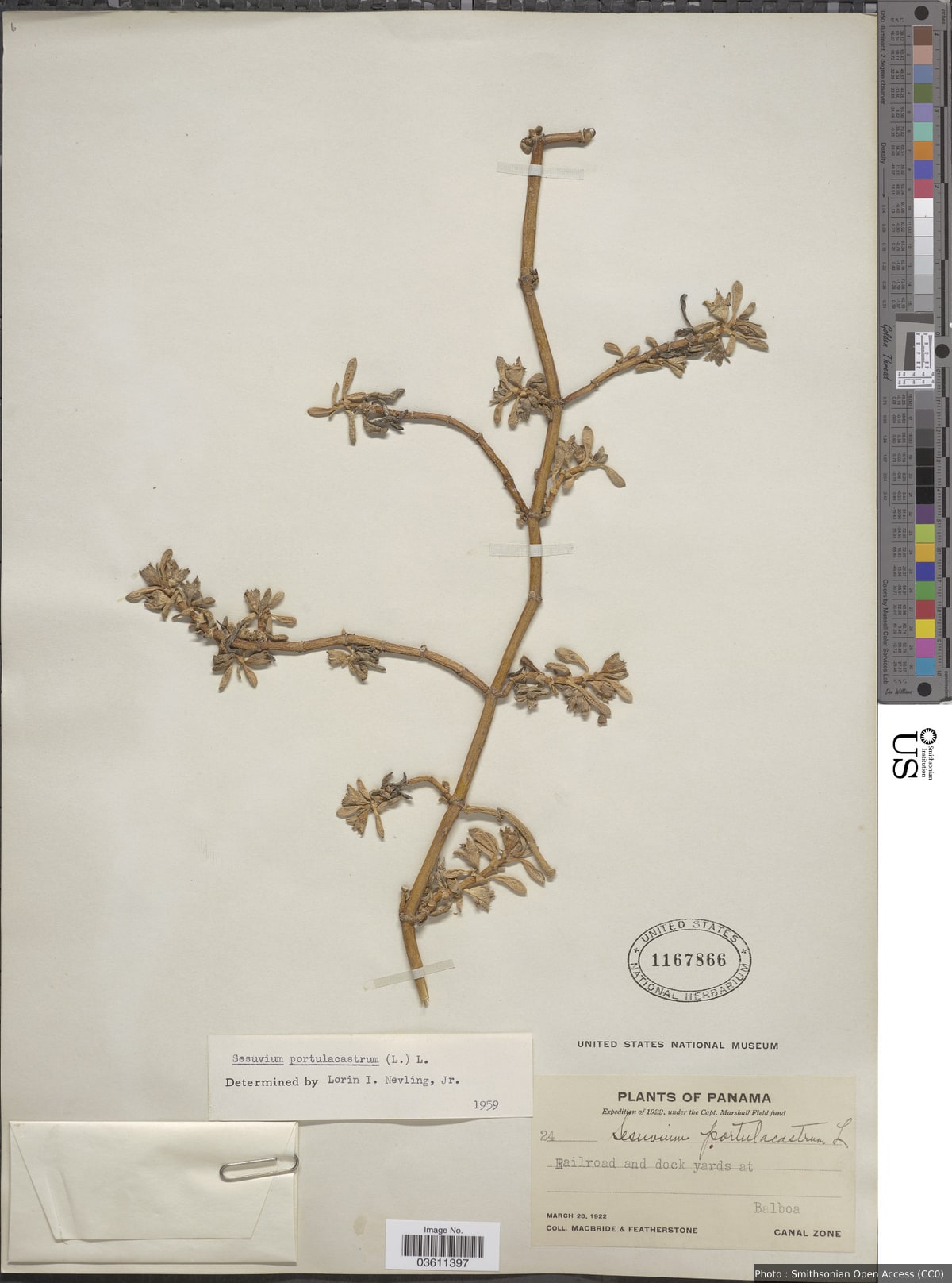 Sesuvium portulacastrum (L.) L.