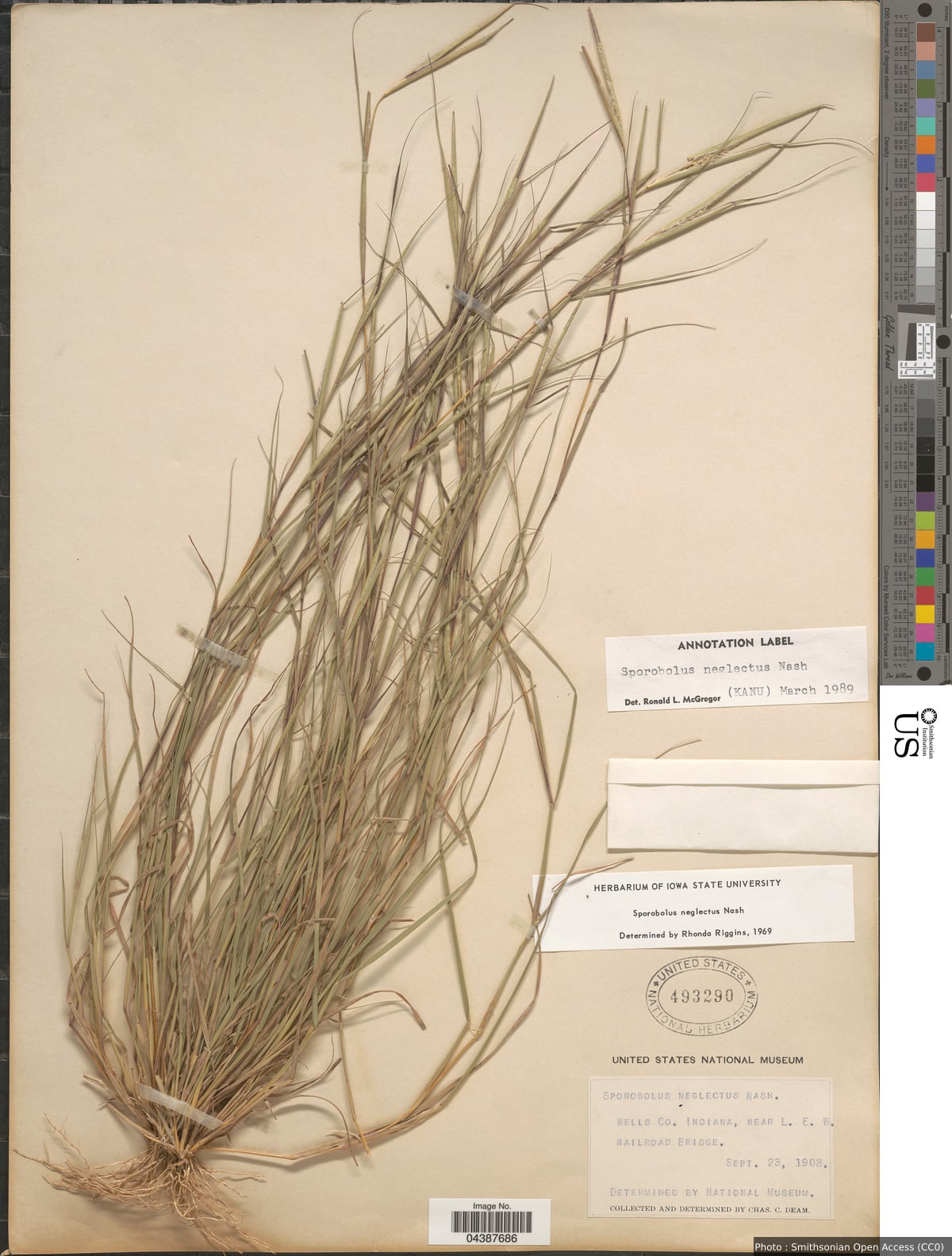 Sporobolus neglectus Nash