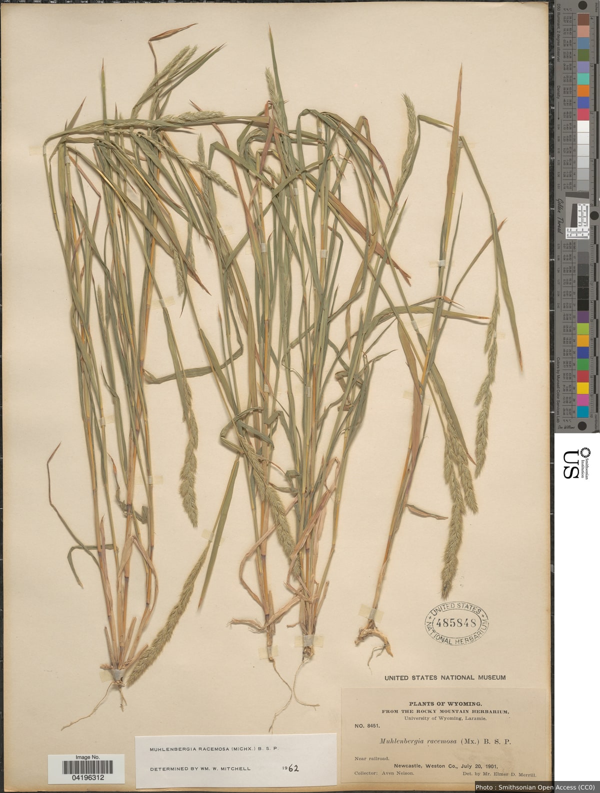 Muhlenbergia racemosa (Michx.) Britton et al.