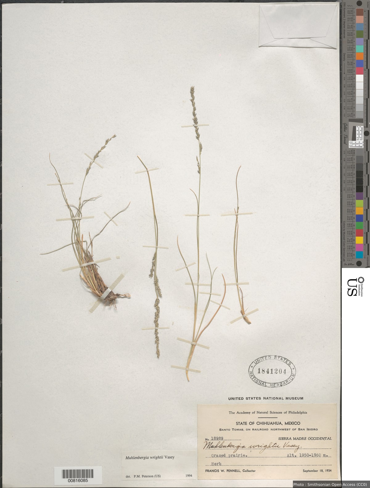Muhlenbergia wrightii Vasey ex J.M. Coult.