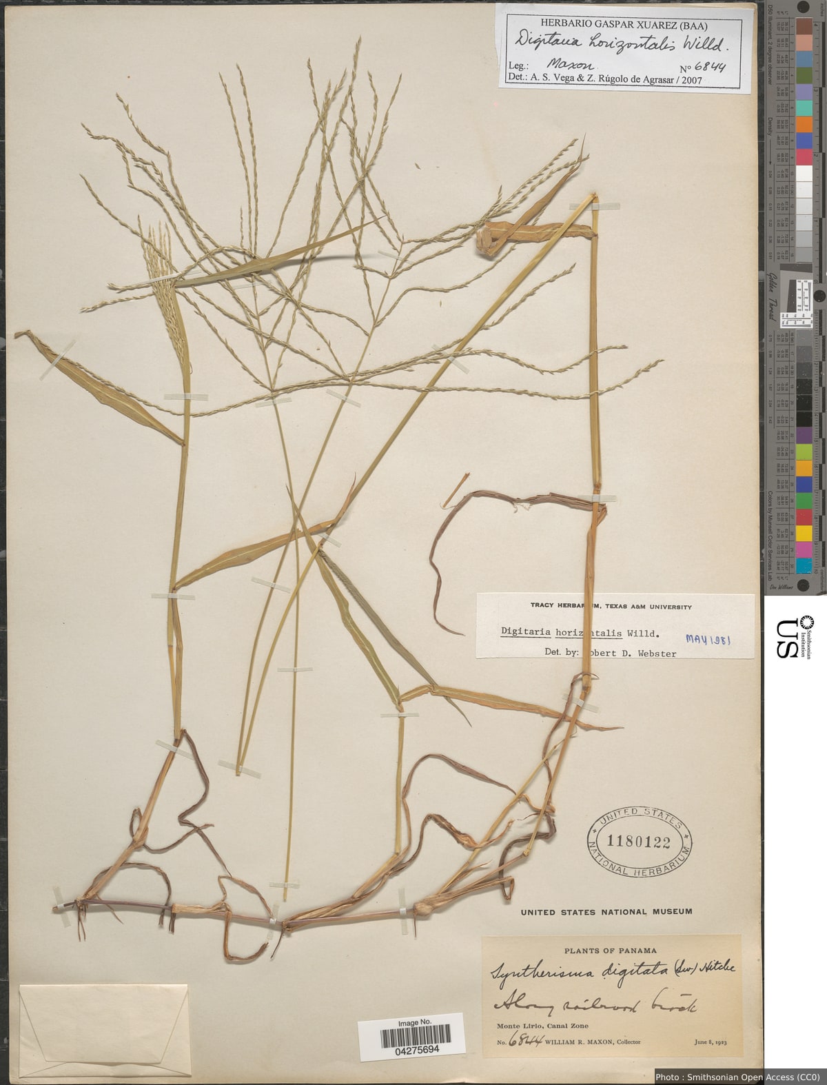Digitaria horizontalis Willd.