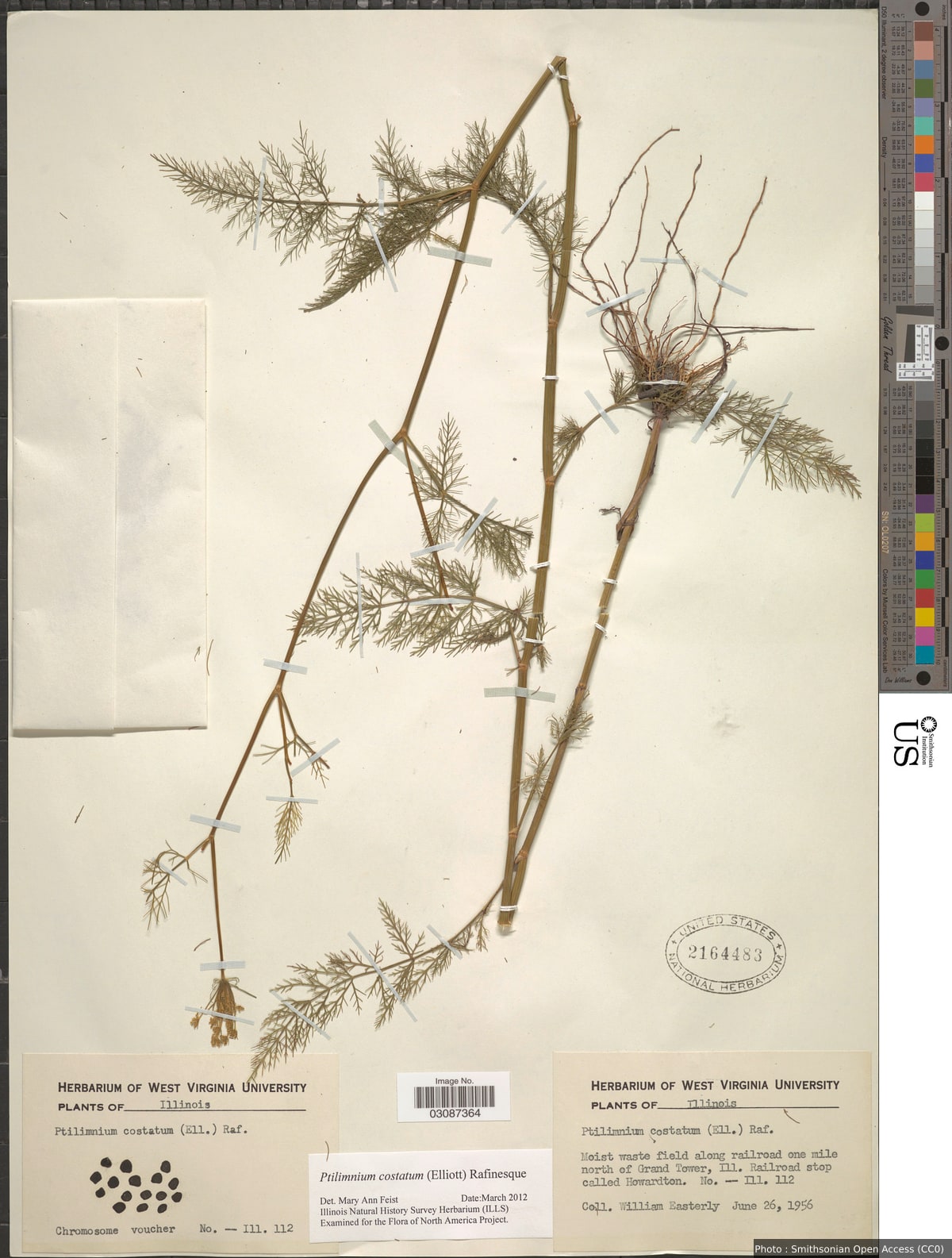 Ptilimnium costatum (Elliott) Raf.