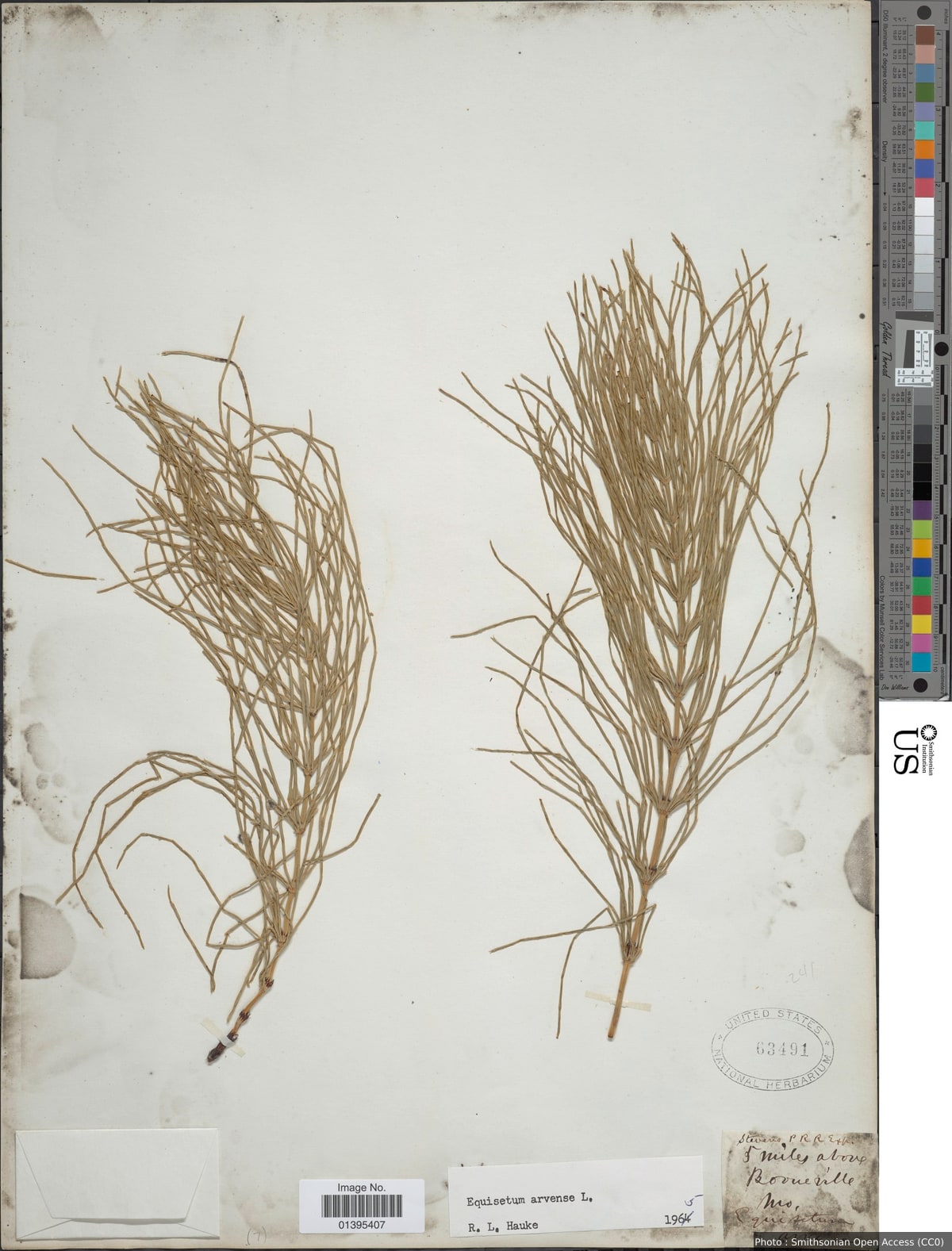 Equisetum arvense L.