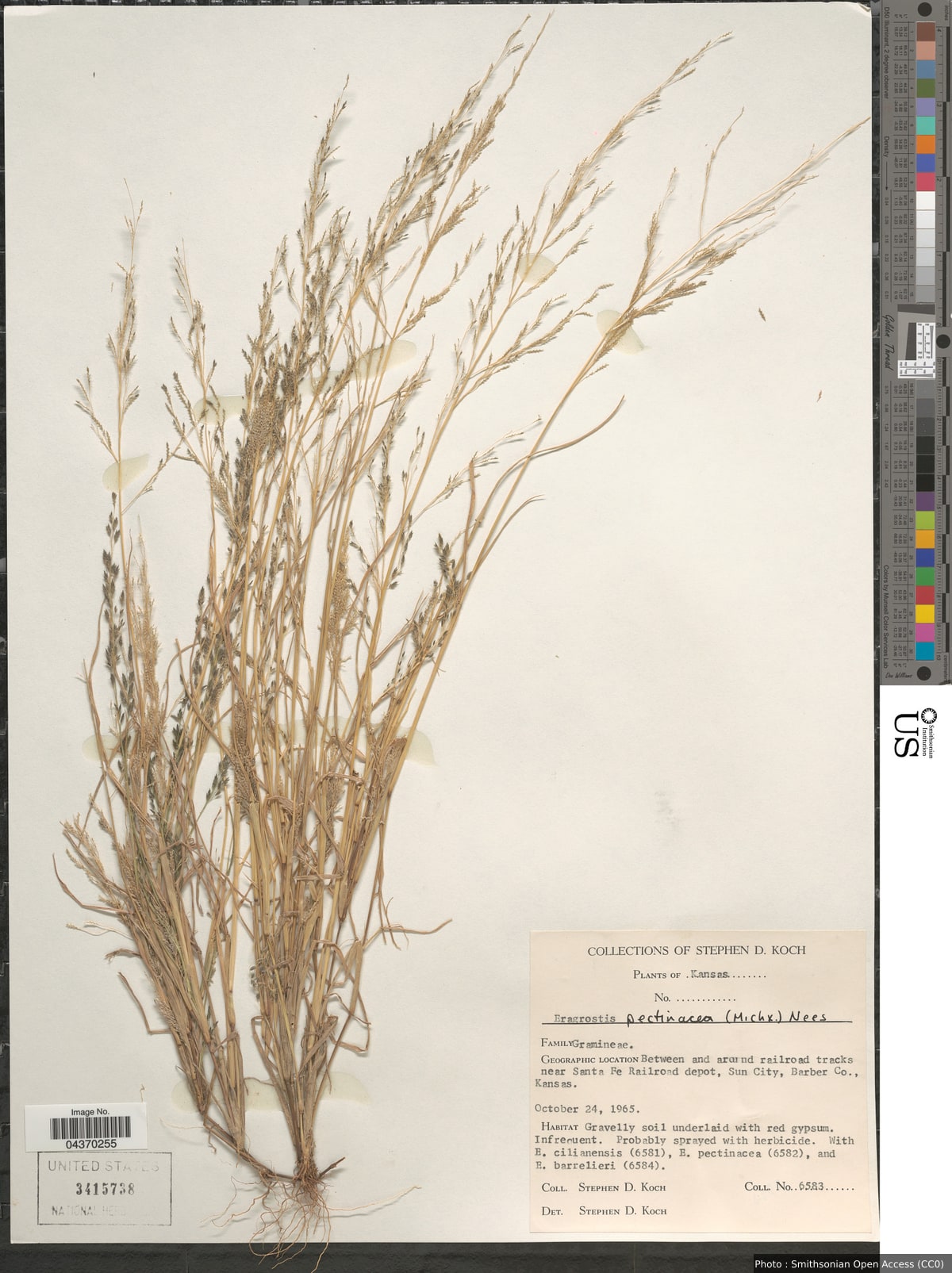 Eragrostis pectinacea (Michx.) Nees