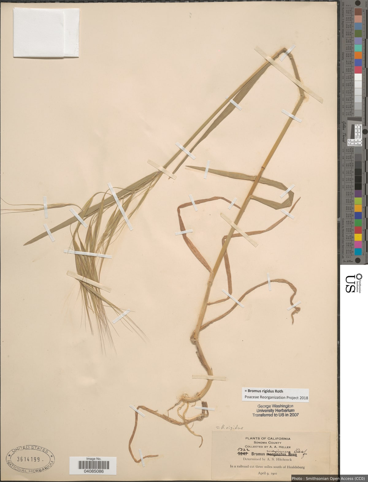 Bromus rigidus Roth
