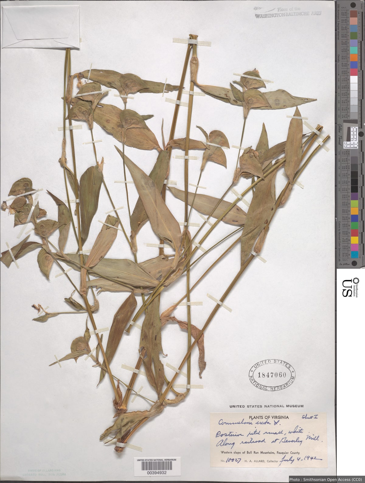 Commelina erecta L.