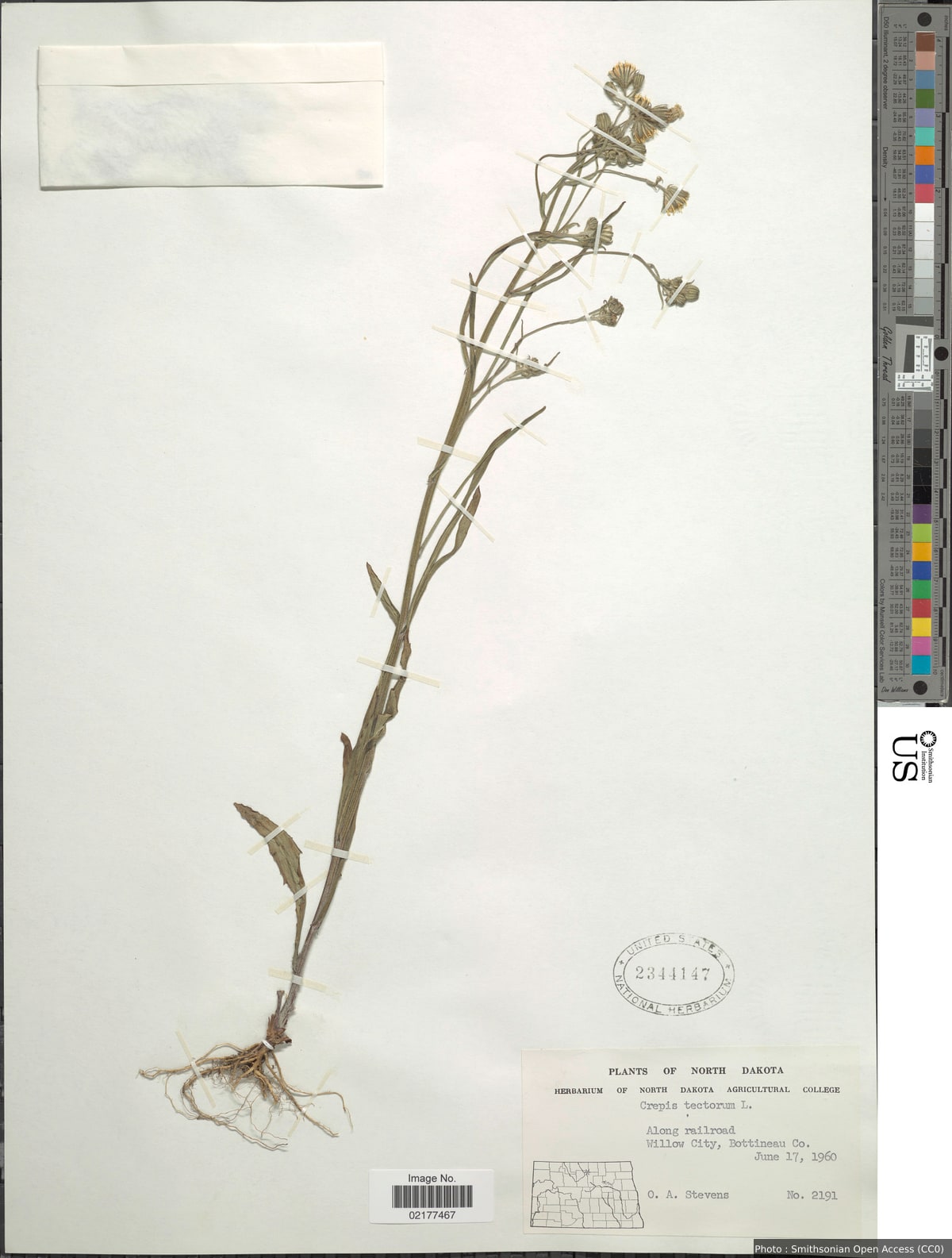 Crepis tectorum L.