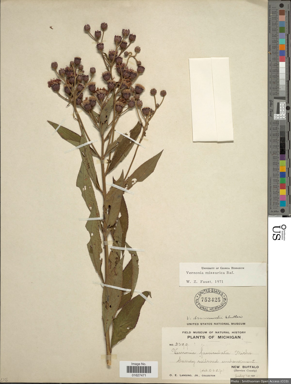Vernonia missurica Raf.