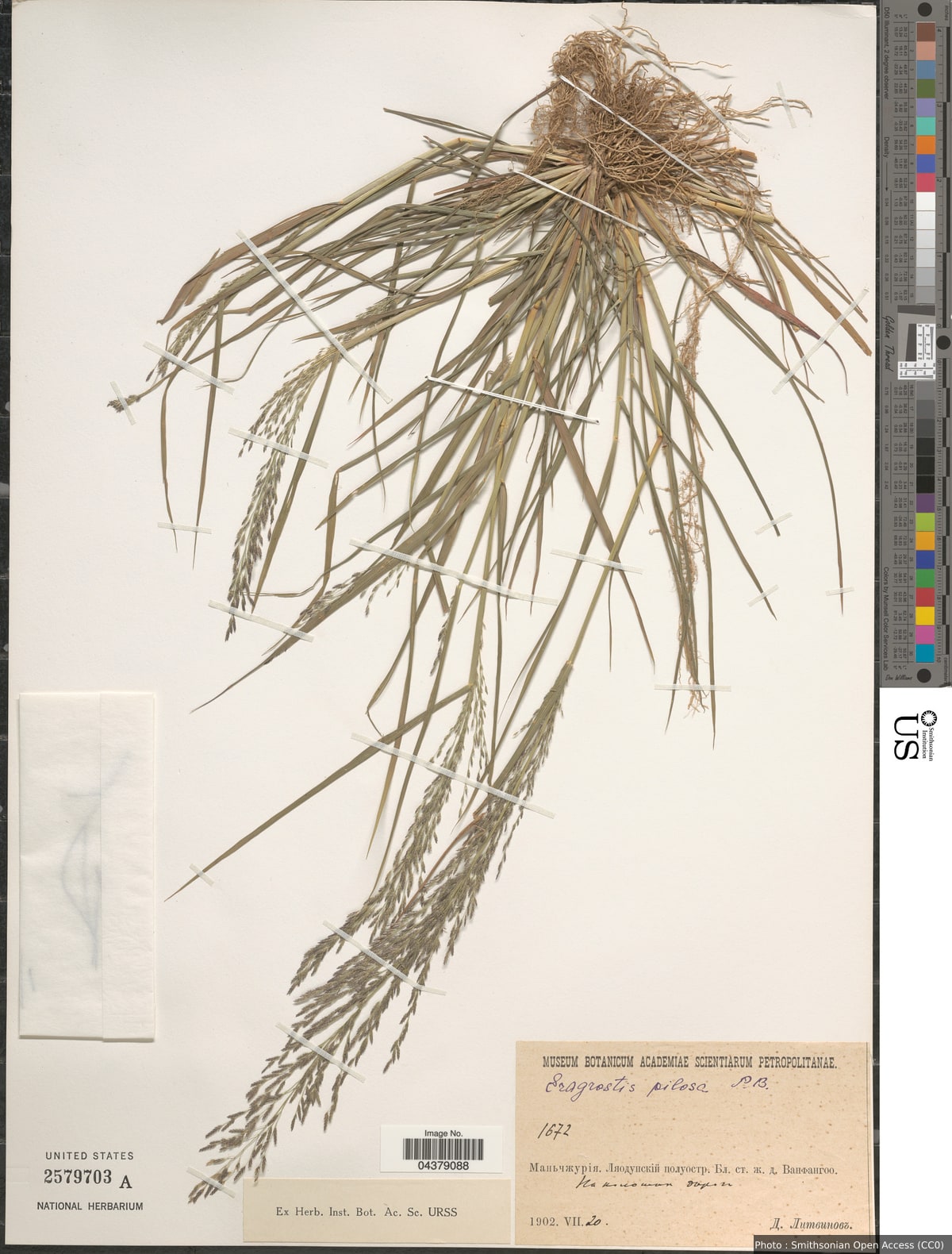 Eragrostis pilosa (L.) P. Beauv.