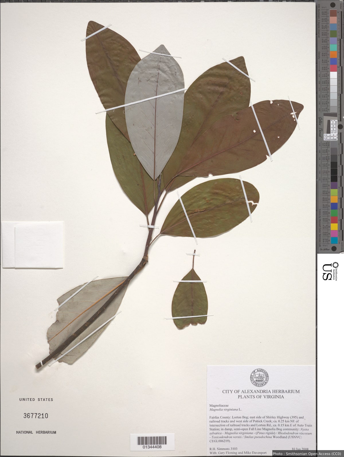 Magnolia virginiana L.