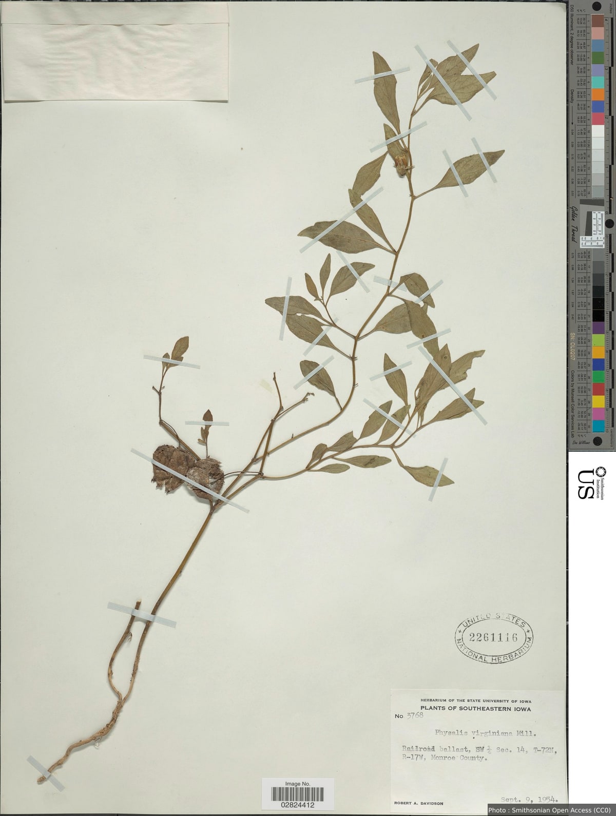 Physalis virginiana Mill.