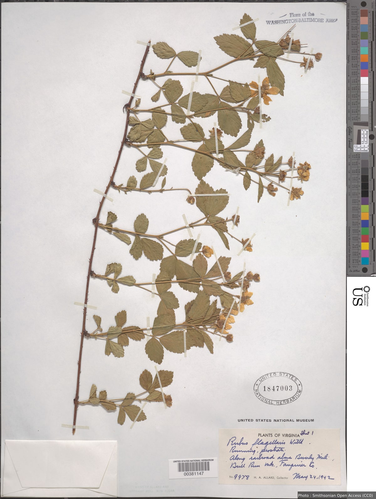 Rubus flagellaris Willd.