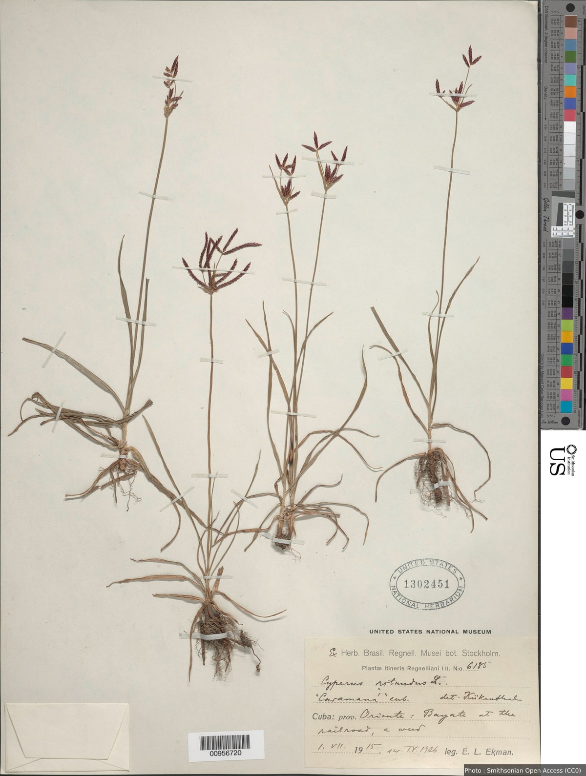 Cyperus rotundus L.