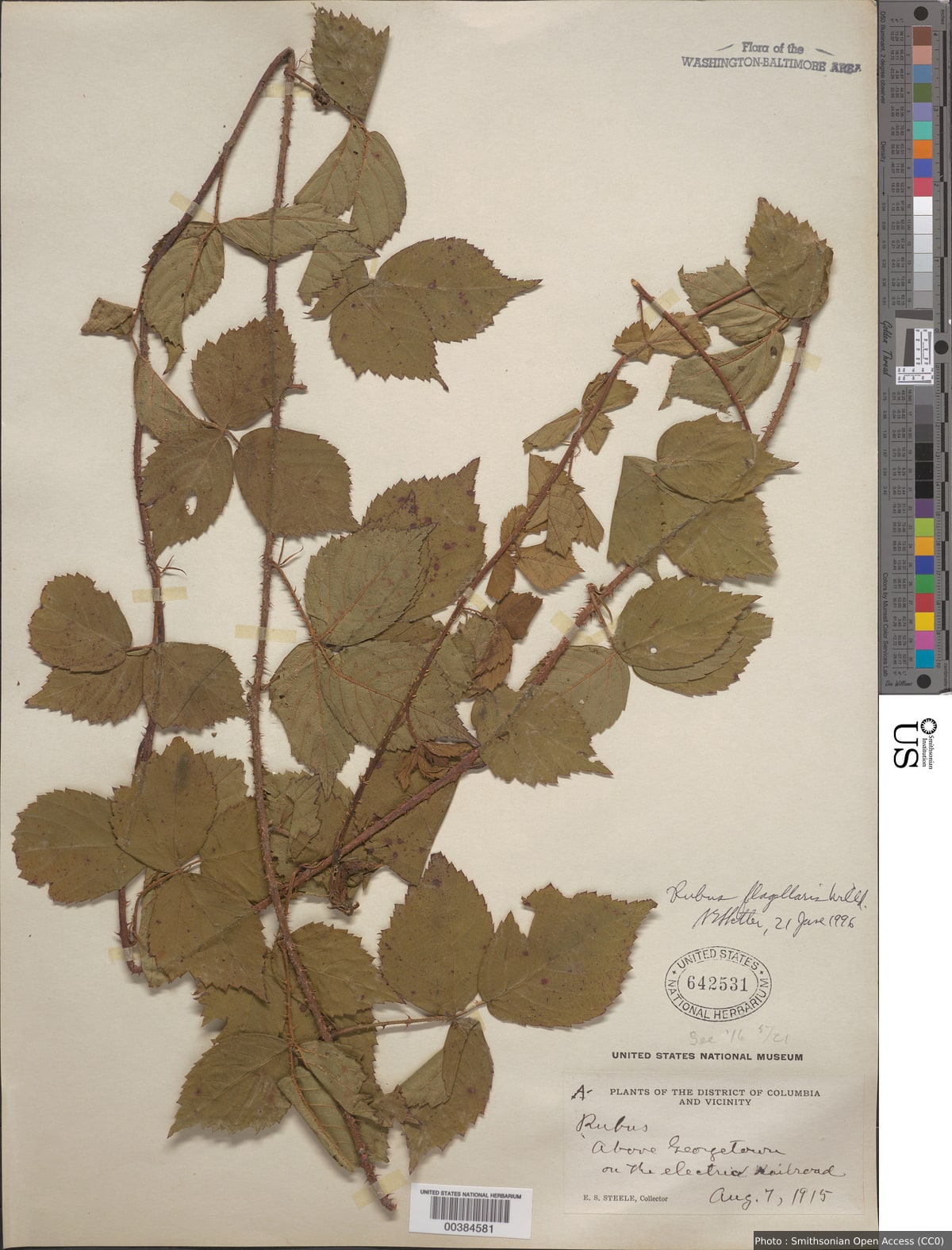 Rubus flagellaris Willd.