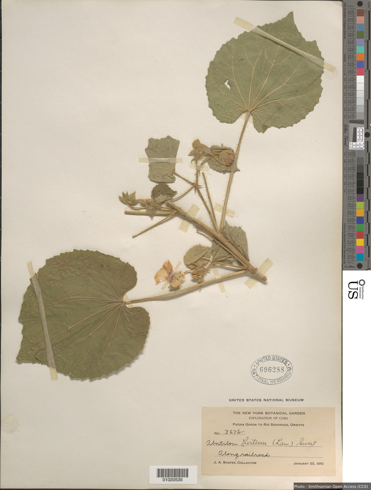 Abutilon hirtum (Lam.) Sweet
