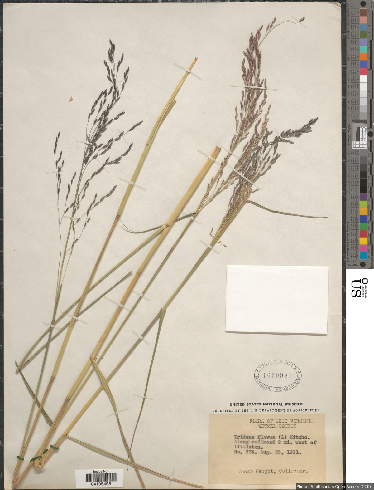Tridens flavus (L.) Hitchc.
