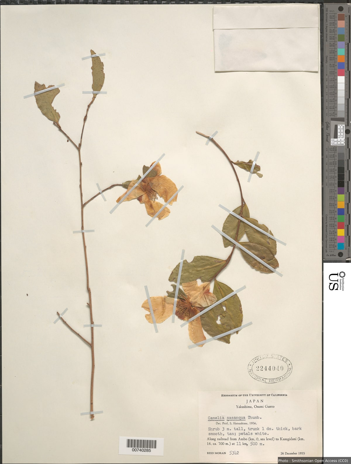 Camellia sasanqua Thunb.