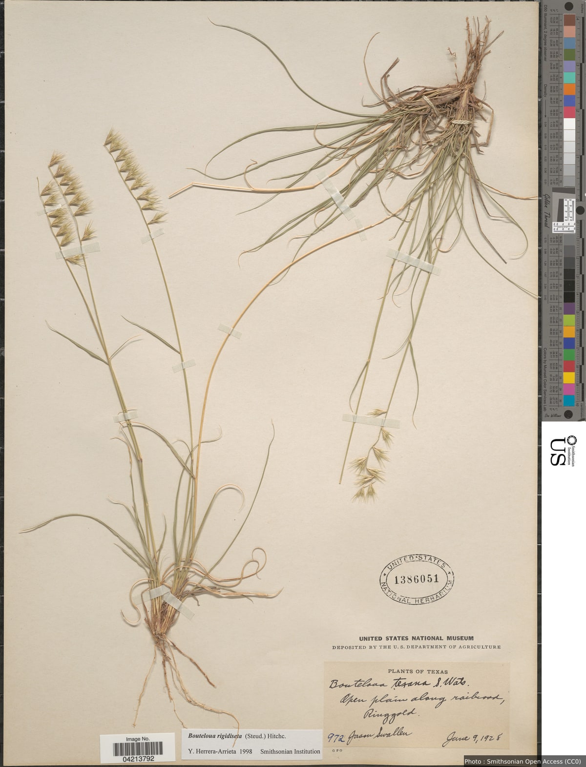 Bouteloua rigidiseta (Steud.) Hitchc.