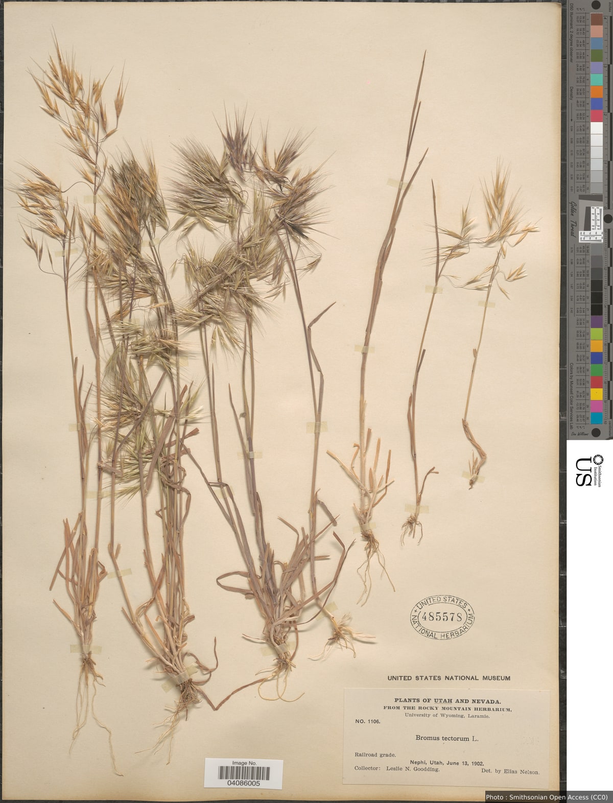 Bromus tectorum L.