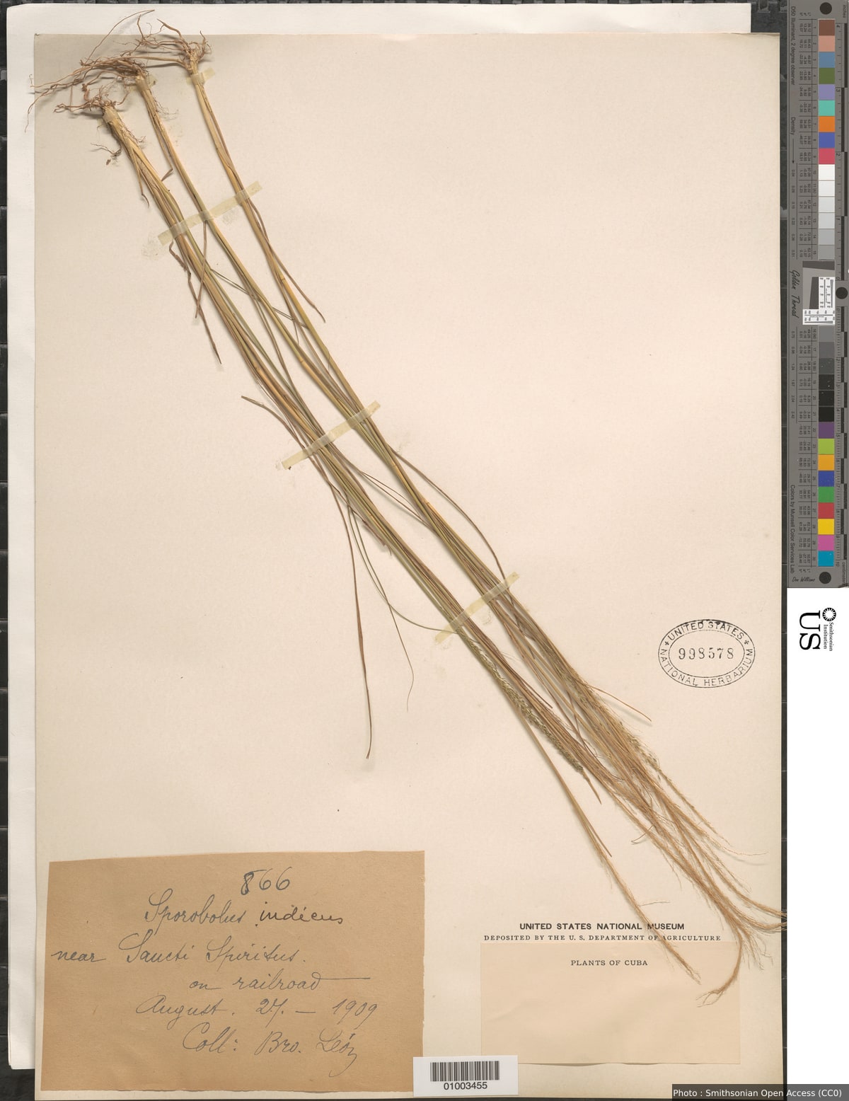 Sporobolus indicus (L.) R. Br. var. indicus