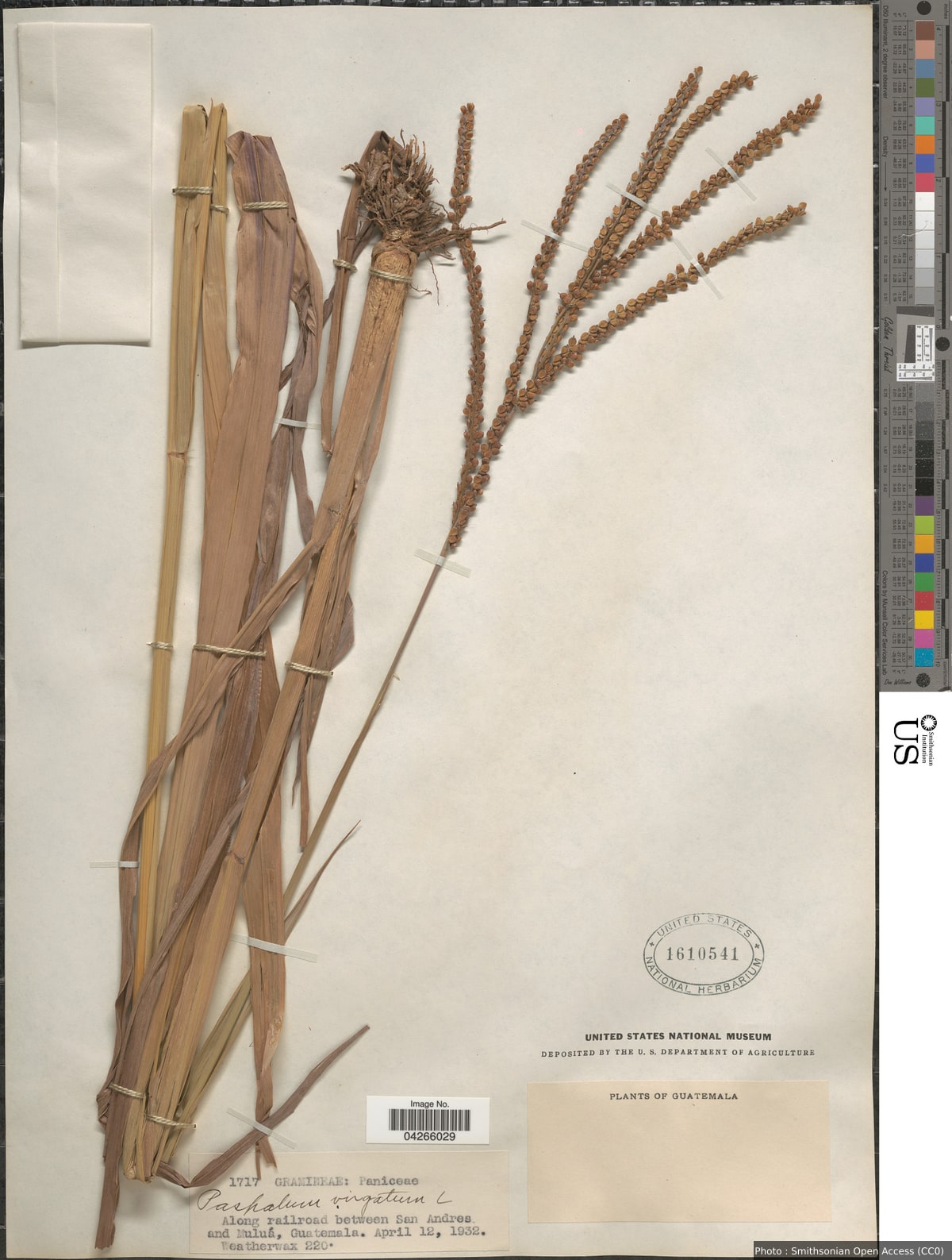 Paspalum virgatum L.