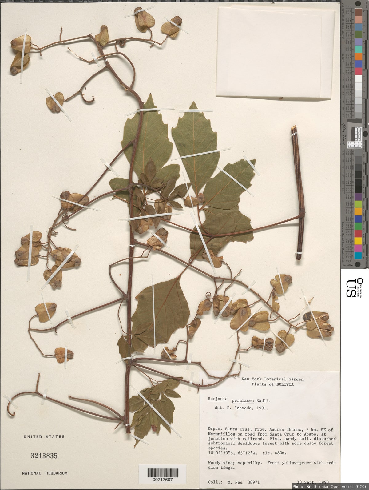 Serjania perulacea Radlk.