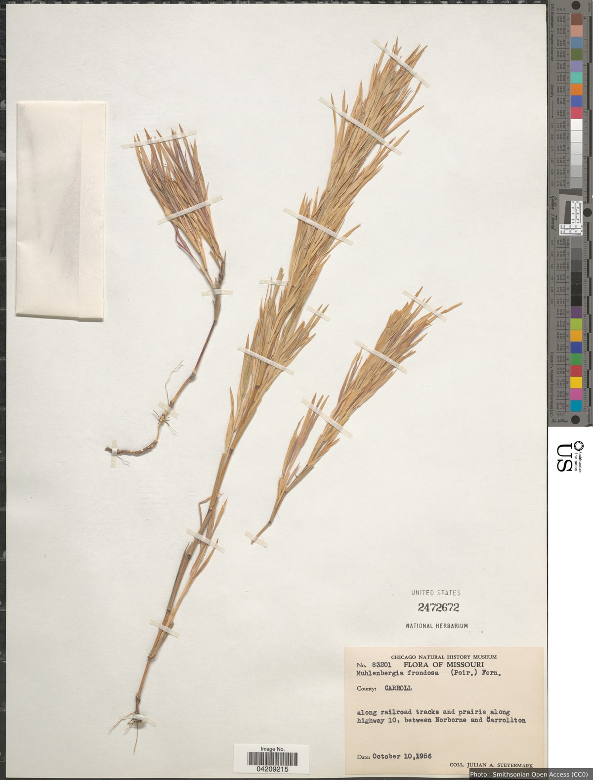 Muhlenbergia frondosa (Poir.) Fernald