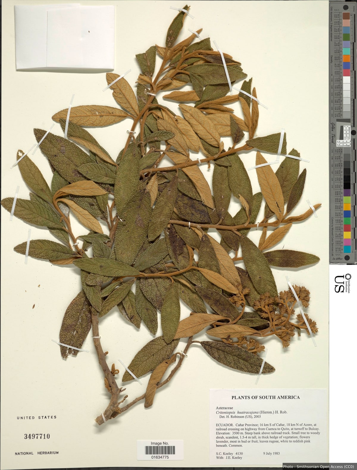 Critoniopsis huairacajana (Hieron.) H. Rob.