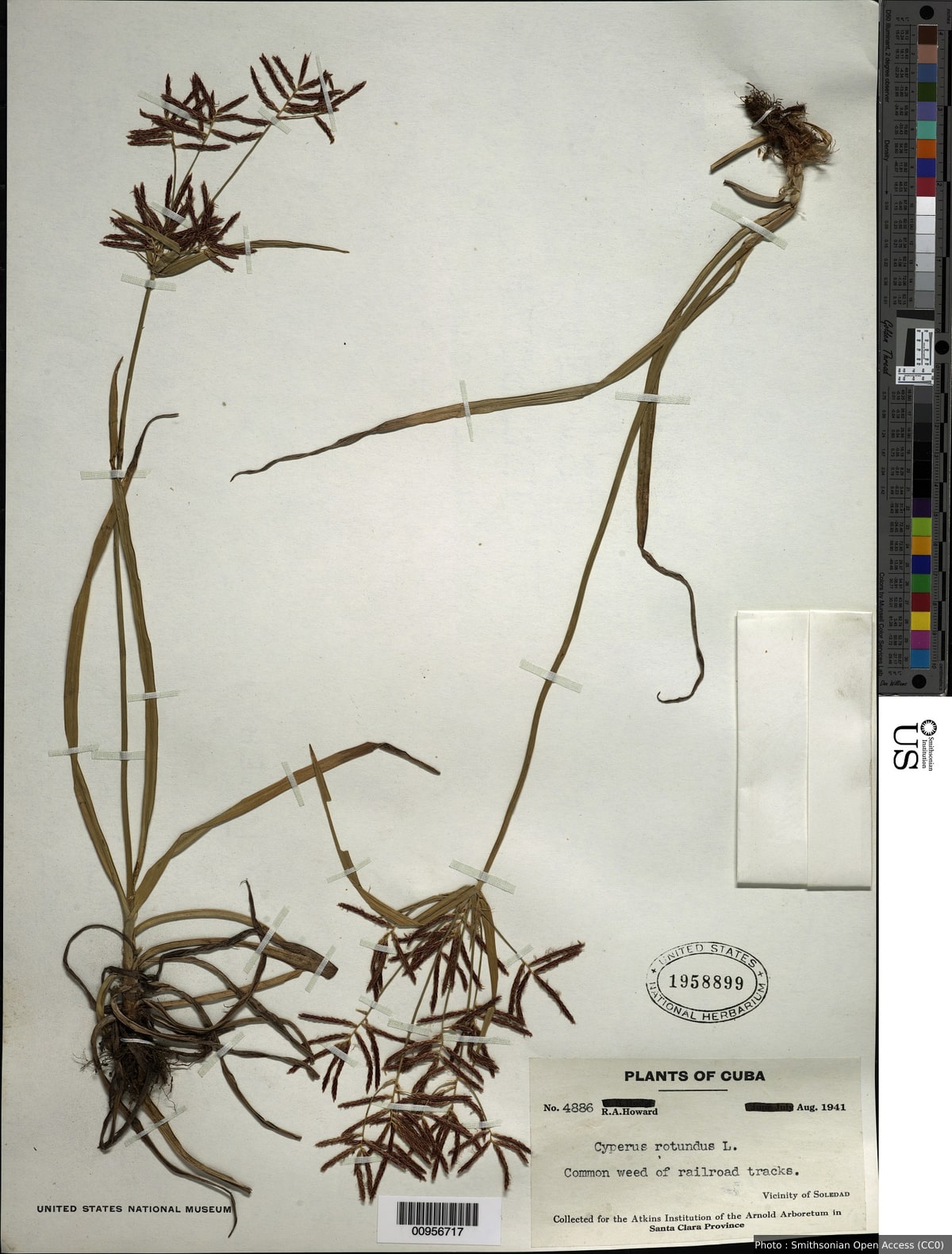 Cyperus rotundus L.